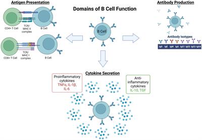 Frontiers | B Cells And The Stressed Brain: Emerging Evidence Of ...